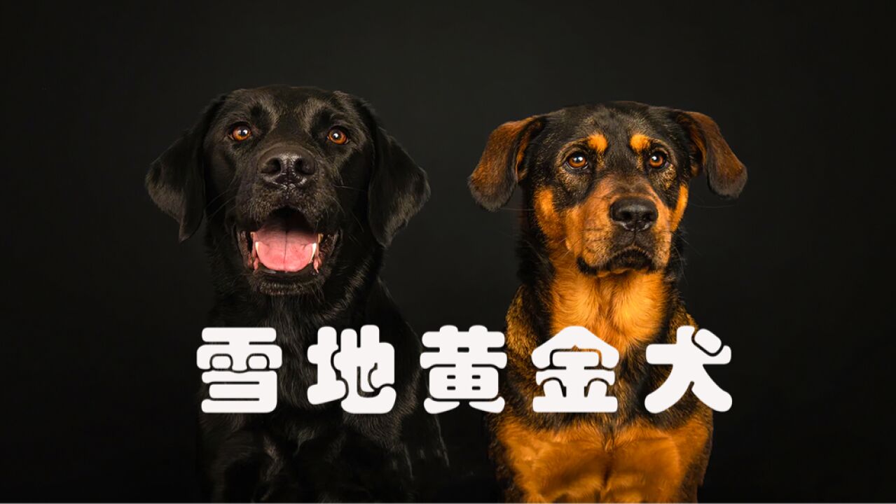 狼和狗的结合,所以诞生了狼狗_高清1080P在线观看平台_腾讯视频