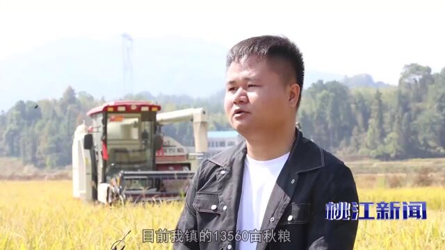 【学习强国报道】桃江马迹塘万亩晚稻丰收