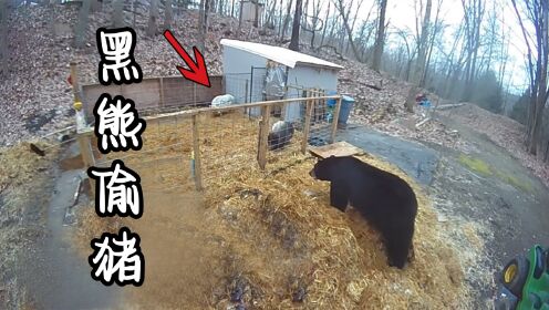 500斤黑熊溜进猪圈，下一秒准备偷猪，谁料黑猪的反应亮了