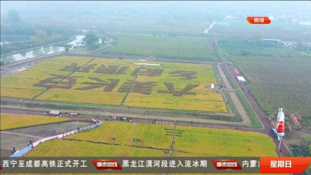 西安长安区:黎明村百亩稻田庆丰收 乡村振兴正当时