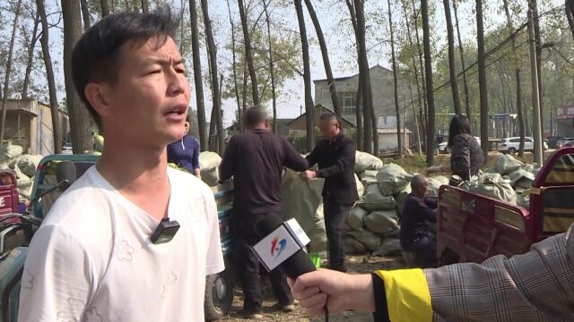 淮阳区:网红助力农户萝卜销售 五天卖出2000万斤