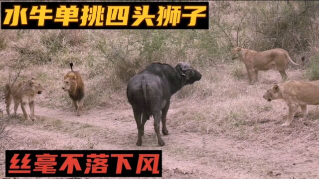 四头狮子狩猎水牛,没有一头敢正面进攻,最终错失良机