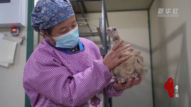 千城百县看中国|河北望都:鸵鸟特色养殖 助力乡村振兴