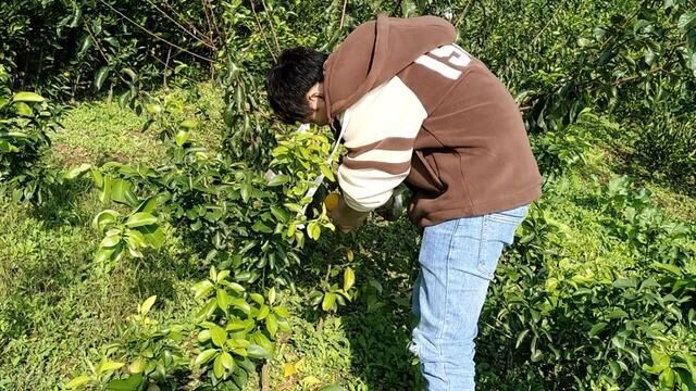 小伙种植的华美七号柑橘成熟了,完全粗放式管理,比爱媛好吃#华美七号柑橘 #果农的生活 #乡村振兴