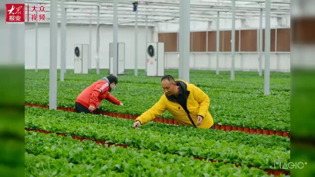 |济宁汶上:这朵“花”为乡村振兴而绽放