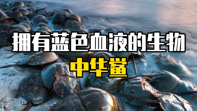 拥有蓝色血液的生物-中华鲎