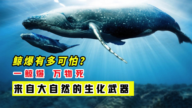 鲸爆究竟有多可怕?俗话说一鲸爆万物死,这是大自然的生化武器