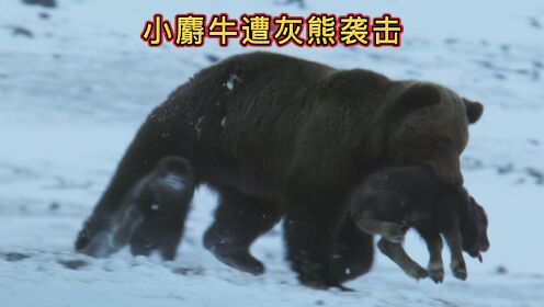 刚结束冬眠饥肠辘辘的灰熊袭击麝牛群，麝牛宝宝们大难临头