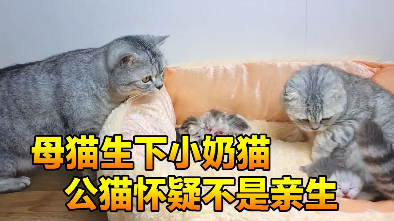 母猫意外生下一窝小奶猫,可没想到公猫怀疑小奶猫不是自己亲生的_高清1080P在线观看平台_腾讯视频