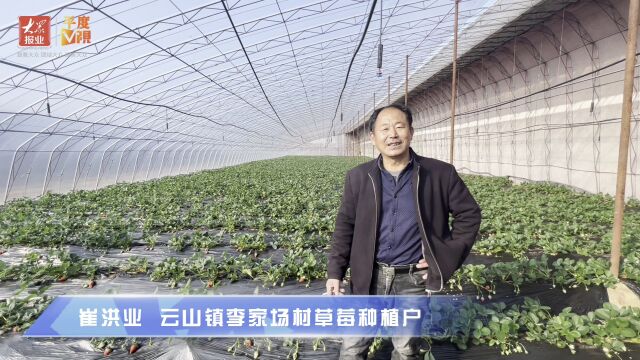 “莓”好生活!平度这个村80%以上农户种植草莓!80后夫妻档年收入近50万元