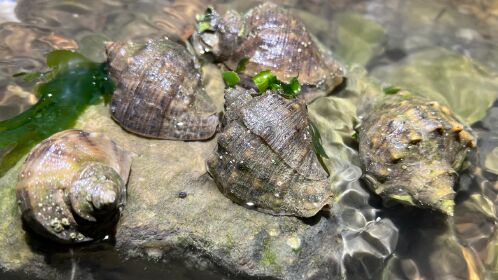大齐赶海,发现一群大毛螺紧紧吸在石头上,拿去卖掉很值钱
