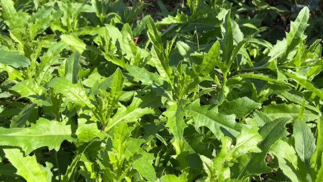 优质野菜浑身是宝,分享3大实惠和妙用,解决了不少人的生活烦恼