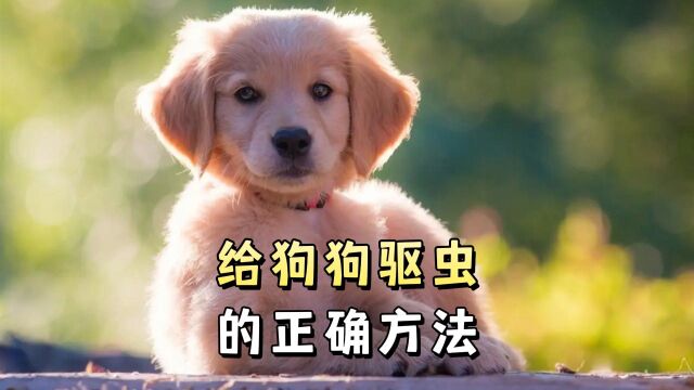 给狗狗驱虫的正确方法