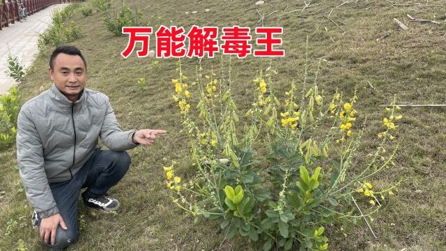 农村越来越少见的“万能解毒王”,它用途非常强大,赶紧来认识下