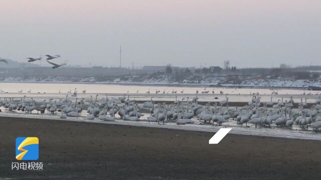 荣成天鹅湖大天鹅沐浴晨光迎新年