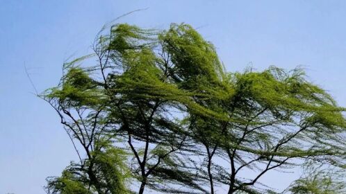 成都发布大风短时临近天气预报