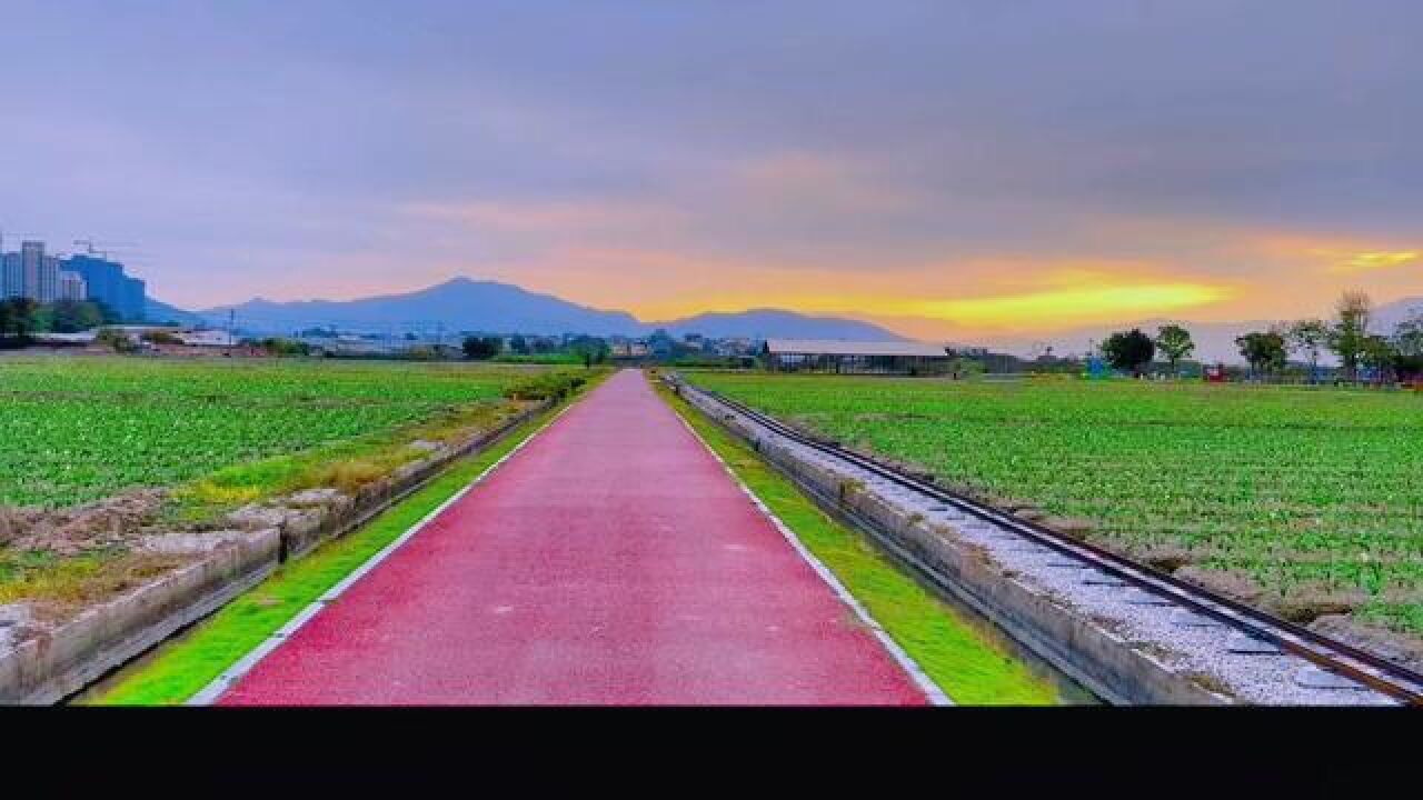 漳州花海图片