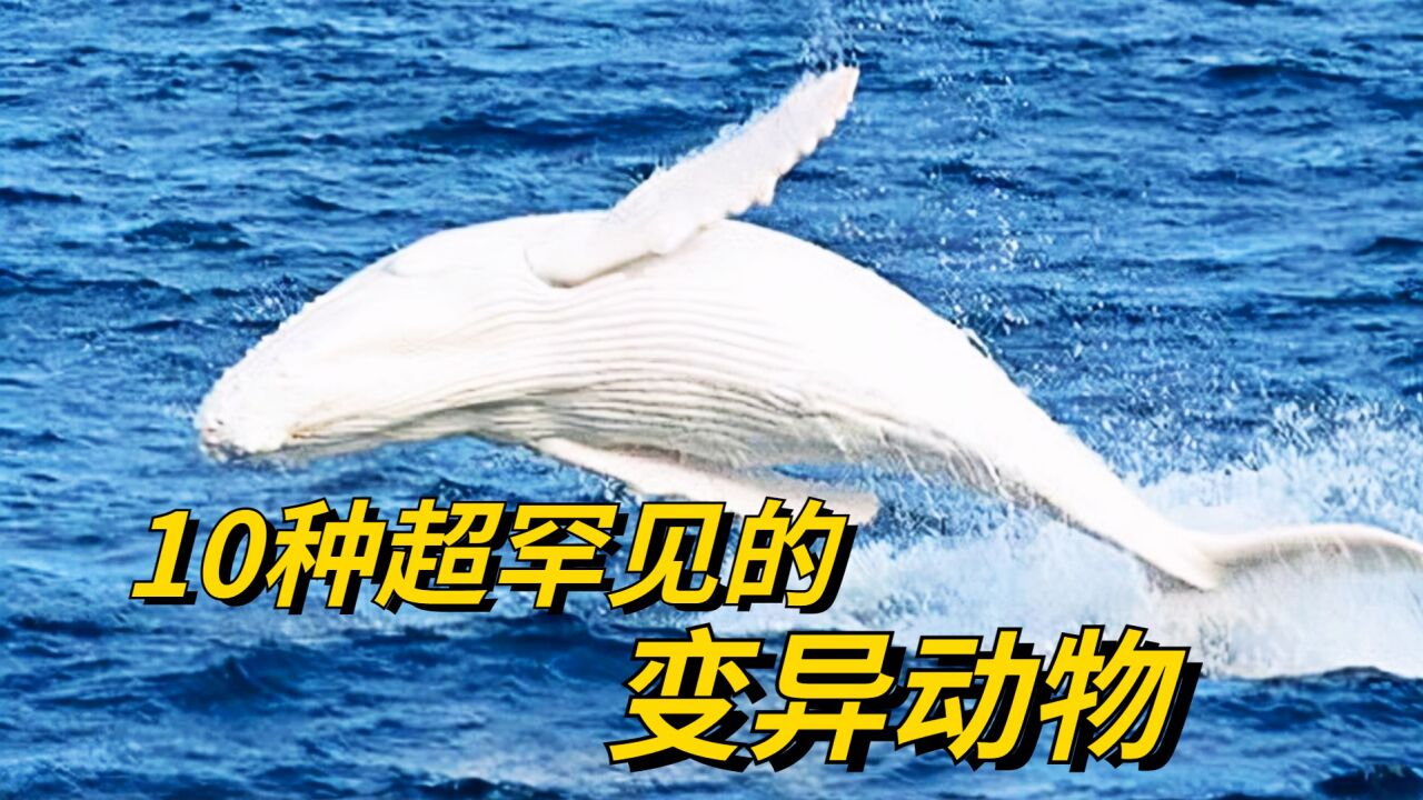 10种罕见的变异动物，样子像是外星生物，见过3种以上的都是大神_高清
