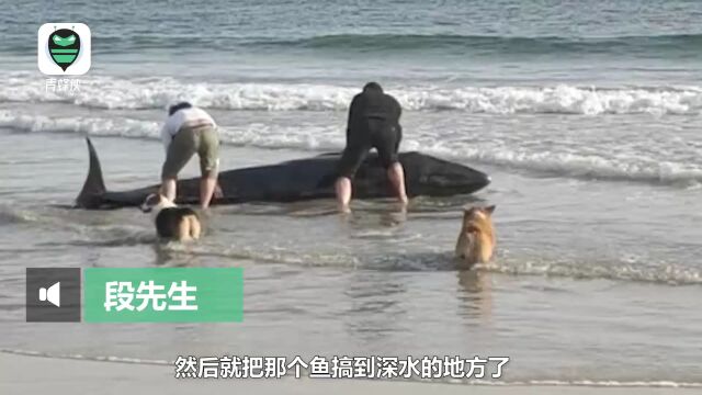 1吨重鲸鱼搁浅,3游客帮助重回大海 当事人:冻得直哆嗦