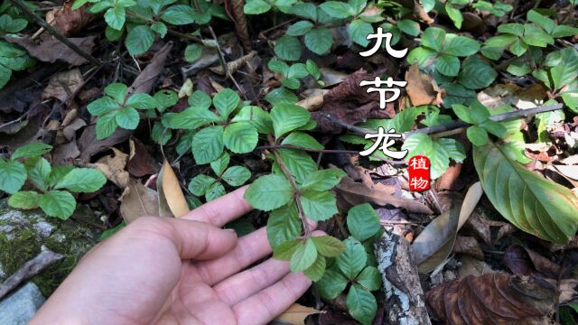 少见药材“九节龙”你认识吗?别名蛇药、猴接骨,深山才有长