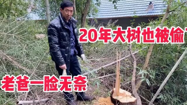 四川农村老家常年无人居住 家里20年的大树也被偷了 老爸一脸无奈