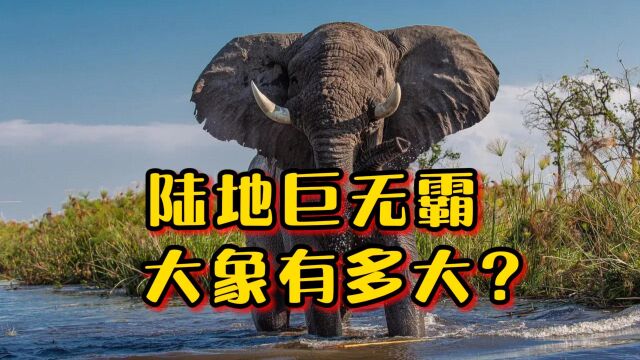 陆地巨无霸大象,有多大呢?出生就有200斤!