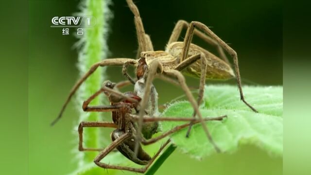 奇异盗蛛另类的求爱艺术,它用猎物吸引异性,征得对方同意