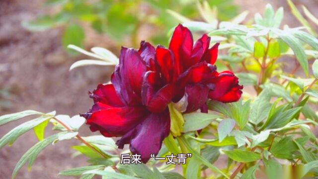 “唯有牡丹真国色,花开时节动京城”,“一丈青”黑牡丹的典故!