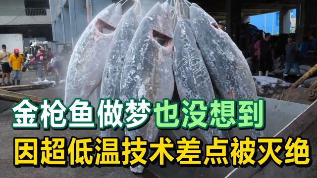 金枪鱼做梦也没想到,当人类发明了超低温冷冻技术,差点被吃灭绝