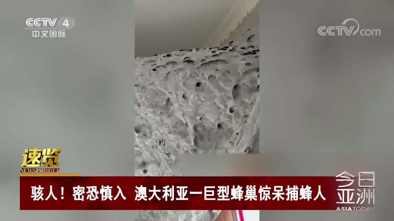 骇人!密恐慎入澳大利亚一巨型蜂巢惊呆捕蜂人_腾讯视频