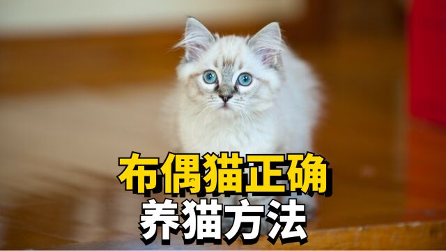 正确的养布偶猫技巧有哪些?新手必看经验分享!