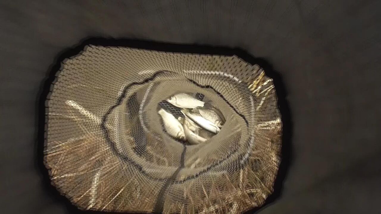 找到一条小野河，鱼情真暴躁！