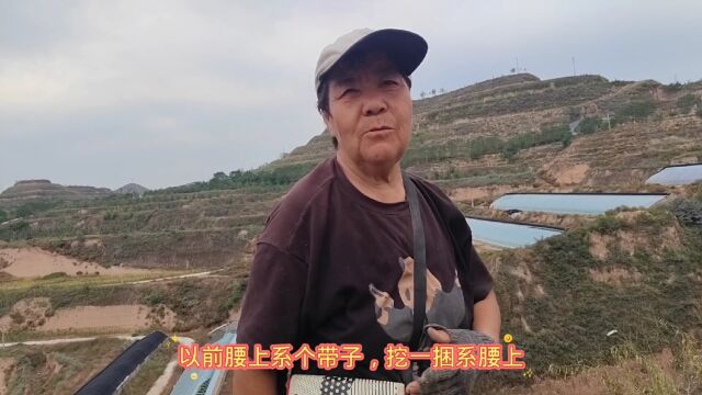 陕北大山人家,挖远志的奶奶,笑容永远挂在脸上