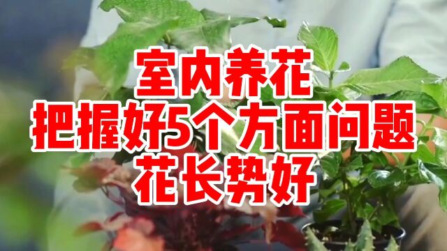 室内养花把握好五个方面问题,花长势好