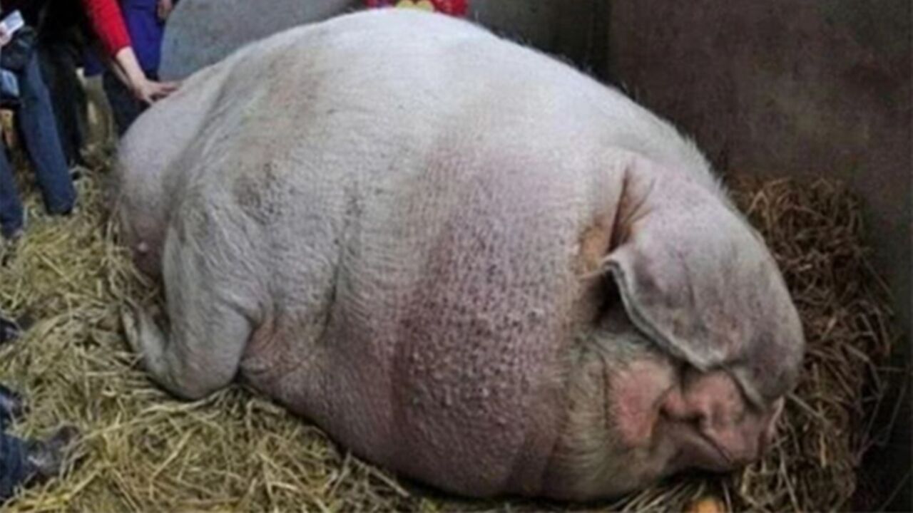 猪一辈子不杀能长多大?看看河南大爷养的"猪王",令人大开眼界