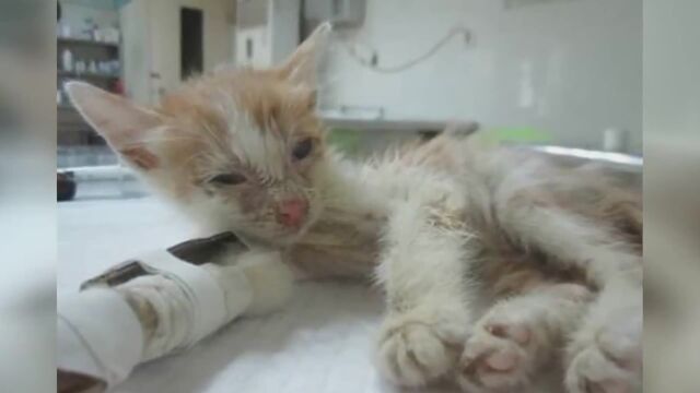 让家长闻之丧胆的猫疾病猫瘟,如何预防猫瘟,猫瘟的症状是什么?