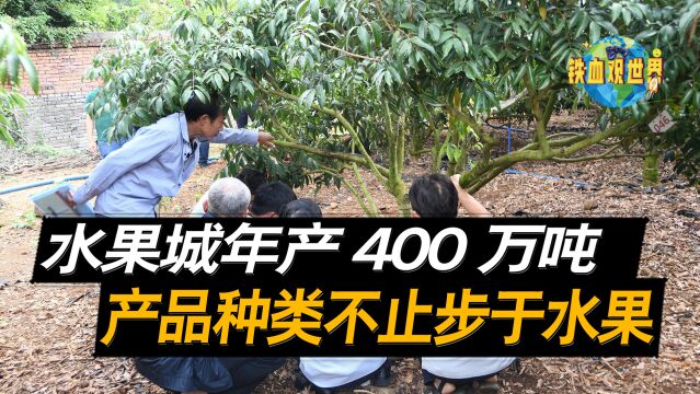 中国南方的水果城,年产400万吨,全球每五颗荔枝有一颗来自茂名