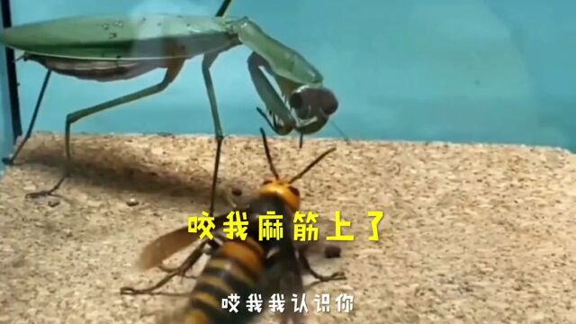 等下,咬麻筋上了.