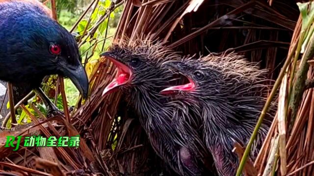 褐翅鸦鹃和白眉鸦鹃一样,几乎什么都吃,看来带鹃字的都不是好鸟