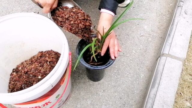 蕙兰花苞把叶甲胀破,鳞茎大得赶上建兰了,黄老板一本正经的栽种