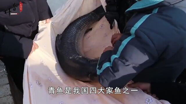 男子在购买的青鱼体内发现青鱼石,它真的值钱吗?该如何取出来?#青鱼#鱼石#科普#知识分享 1