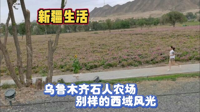 新疆乌鲁木齐石人沟,石人农场金秋采摘,动物小鹿陪伴露营赏花海