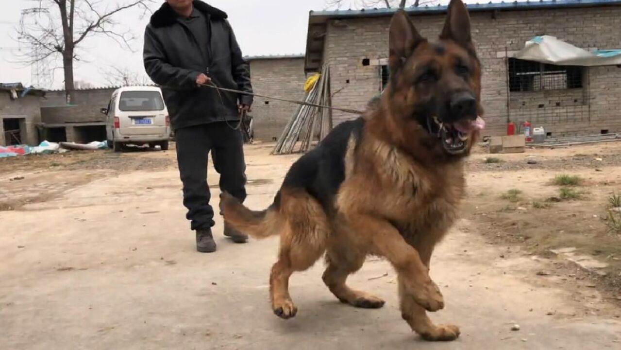 欣赏下这只纯种德牧犬种公,戴蒙儿子现在快3岁了,各方面都特棒