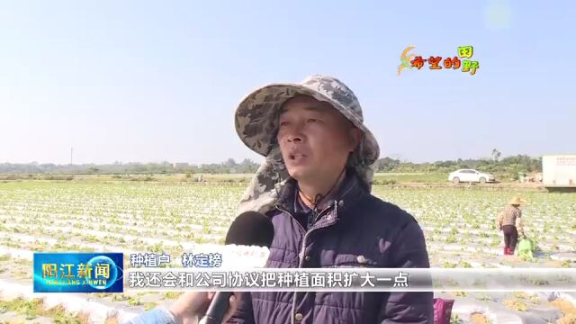 阳江红丰:销路不愁 订单式种植为乡村振兴注入新活力