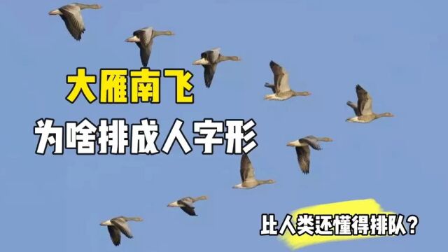 太神奇了,大雁南飞,为什么要排成人字形呢?难道通灵性?#大雁 #大雁人字形 #科普