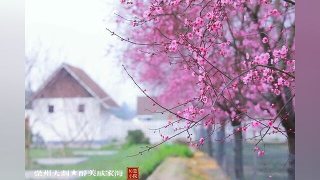 众芳摇落独暄妍,占尽风情向小园. 疏影横斜水清浅,暗香浮动月黄昏. 村里美人梅盛开了!一个字:美!#总有一种美好值得等待