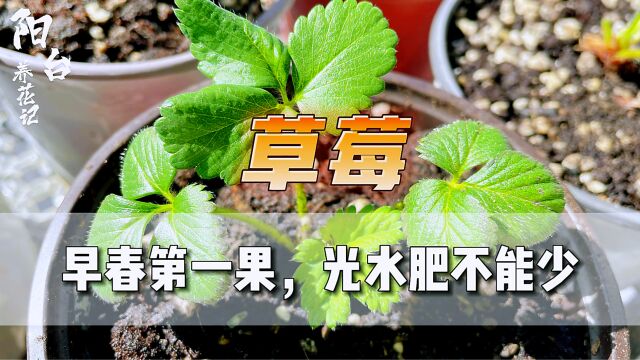 草莓早春翻盆,喜光喜水又喜肥,露养8盆能否实现草莓自由?