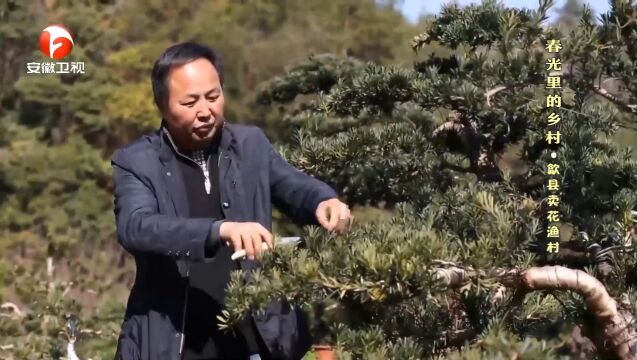 安徽歙县:通信赋能盆景产业,卖花渔村走上致富路