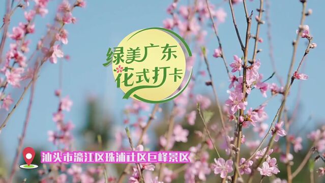 汕头濠江:东风着意,先上小桃枝|绿美广东 “花”式打卡