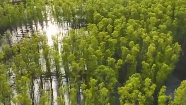 界定保护湿地范畴,注重生态系统修复